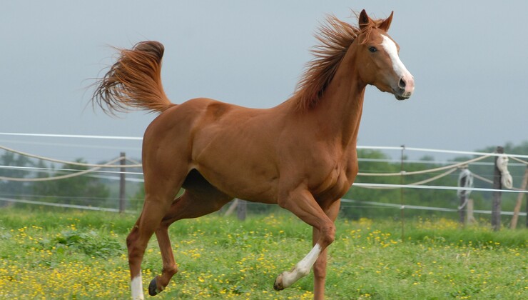 horse-2031086_1920.jpg